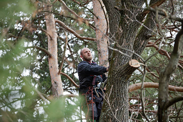 Professional Tree Services in Aitkin, MN